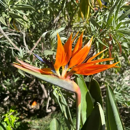 Amber - Highlights And ניס