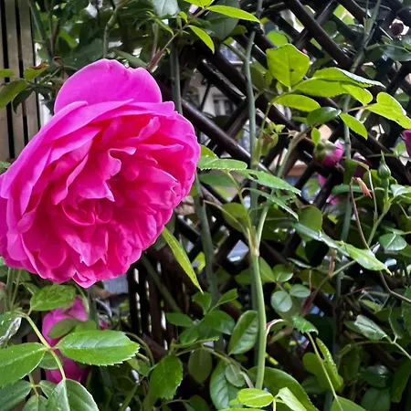 Amber - Highlights And דירה ניס