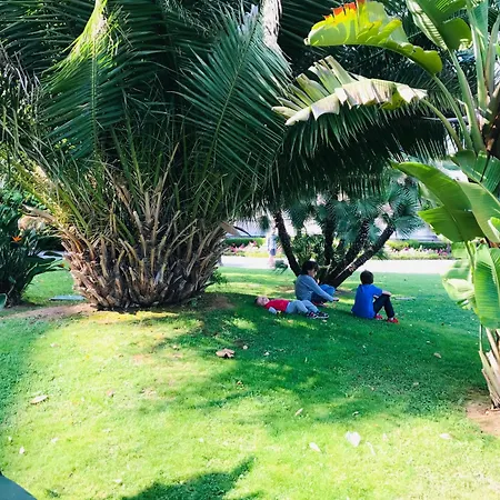 Amber - Highlights And * 尼斯