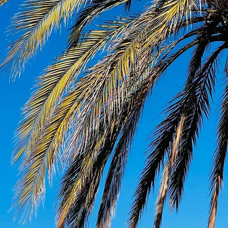 Amber - Highlights And 尼斯